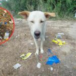 Street dog uncovers stash of Yaba pills in eastern Thailand