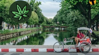 Where you can get cannabis in Chiang Mai