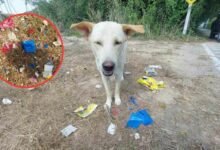 Street dog uncovers stash of Yaba pills in eastern Thailand | Thaiger