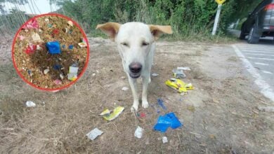 Street dog uncovers stash of Yaba pills in eastern Thailand