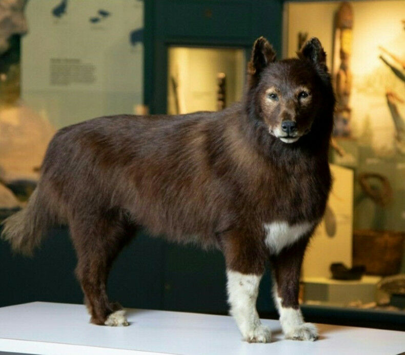 Inspirational sledge dog Balto, captured in a statue at New York’s Central Park