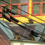 Thailand plans to relocate macaque monkeys from Phra Nakhon Khiri historical park | Thaiger