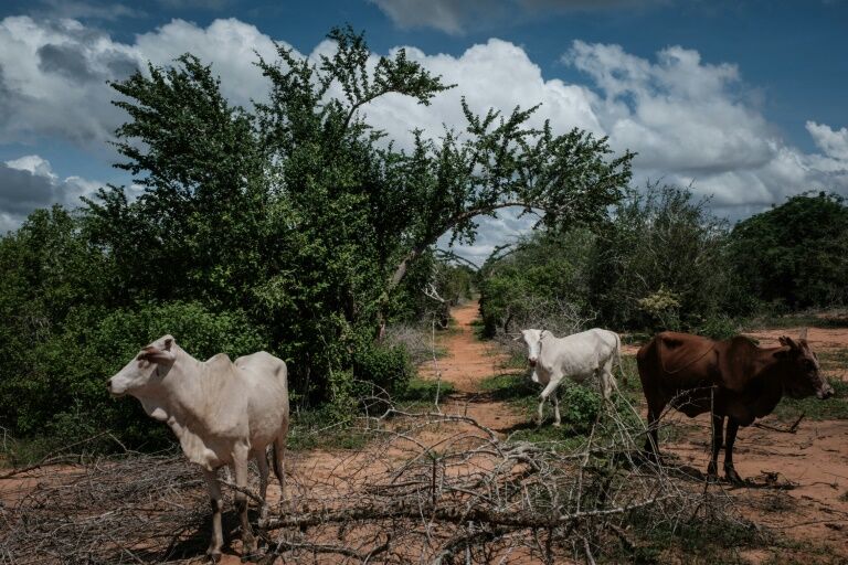 Kenyan mass graves prompt calls to regulate religious cults