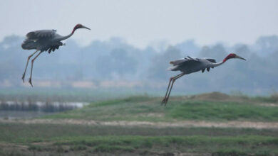 Zoos in Thailand and Vietnam collaborate to protect endangered cranes
