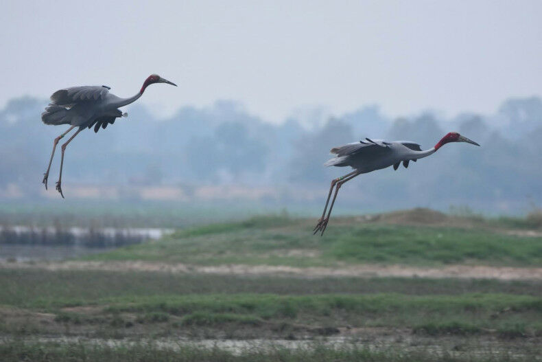 Zoos in Thailand and Vietnam collaborate to protect endangered cranes
