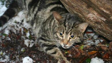 New Zealand bans feral cat hunting competition, animal advocates rejoice