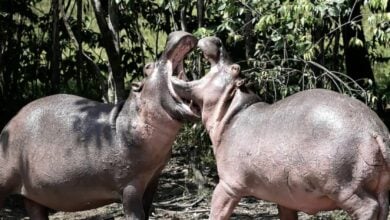 Pablo Escobar hippos: From drug lord’s collection to overseas sanctuaries for US.5 million (video)