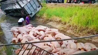 Driver falls asleep at the wheel in Thailand, 27 pigs dead