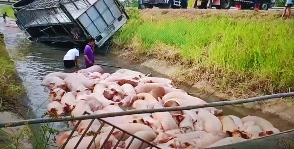 Driver falls asleep at the wheel in Thailand, 27 pigs dead