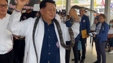 Palang Pracharath MP candidate’s king cobra stunt hisses off Thailand’s Election Committee