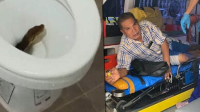 Python hiding in toilet bites Thai man’s buttocks