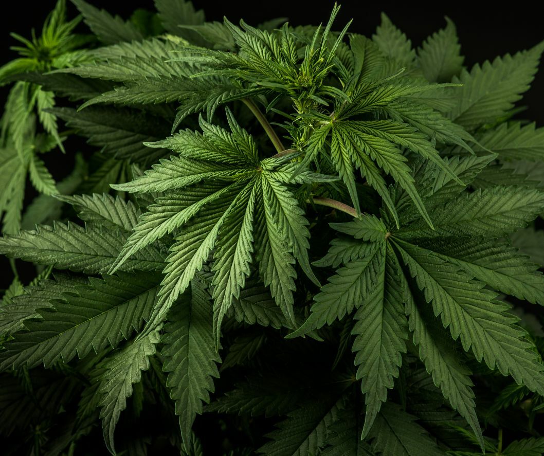 Cannabis