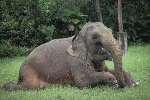 Asian elephants’ habitat shrinkage over three centuries