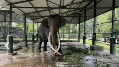 Trunk-ated Stay: Thailand’s push to bring home abused elephant from Sri Lanka continues