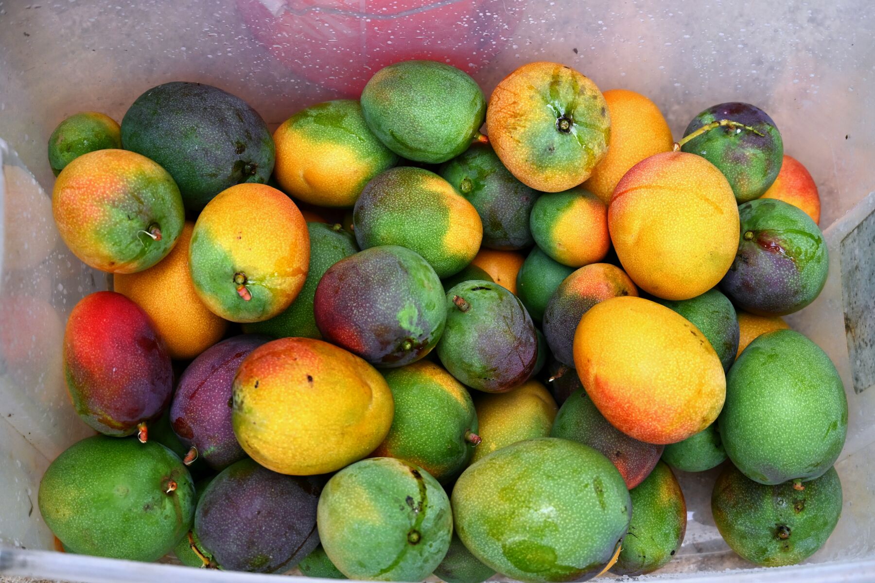 Mangoes