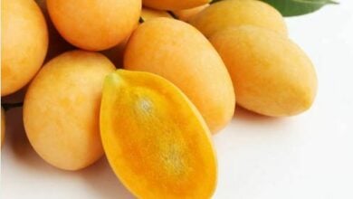 Discovering Mayongchid: The sweet and tangy Marian Plum