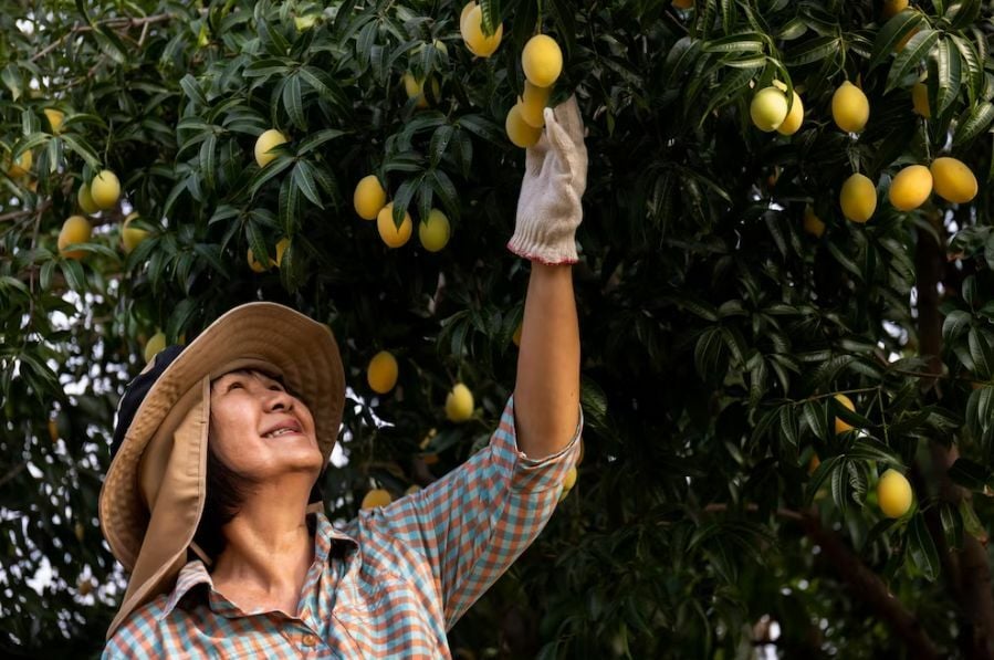 Discovering Mayongchid: The sweet and tangy Marian Plum | News by Thaiger