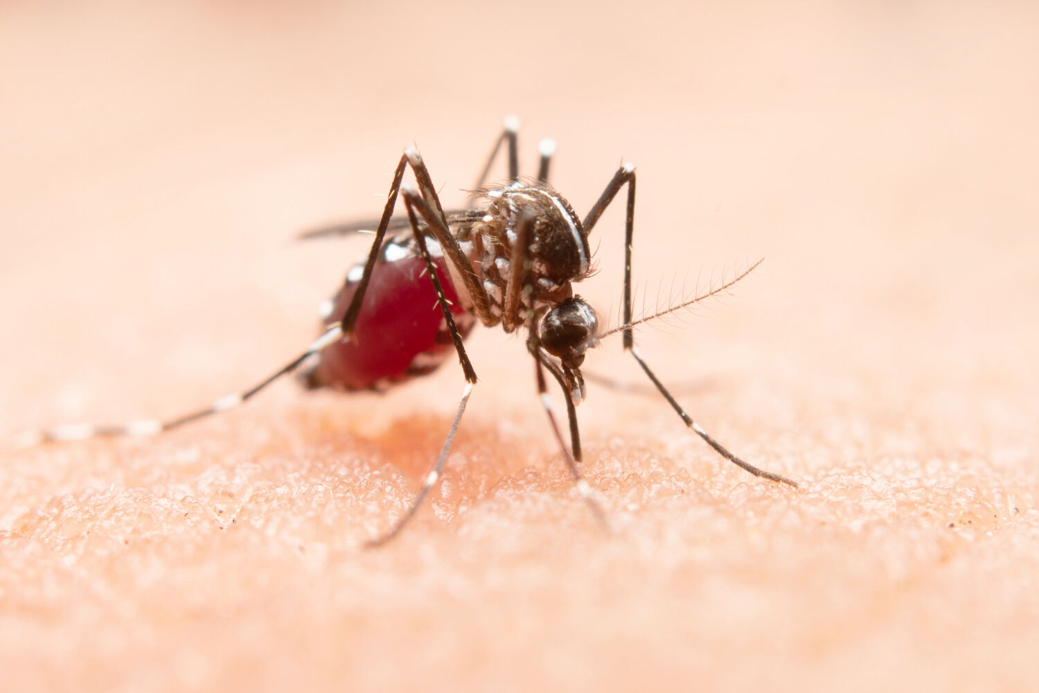 Preventing mosquito-borne diseases in Thailand: Tips and guidelines