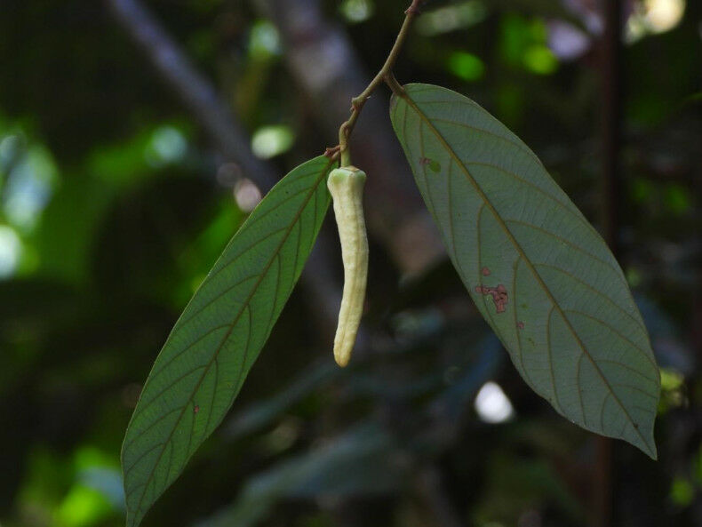New plant species discovered in Thailand named after Blackpink's Lisa | News by Thaiger