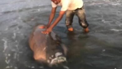 Decapitated dugong washes up on beach in southern Thailand