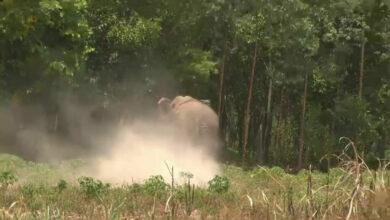Pregnant elephant tramples mahout to death in northeast Thailand