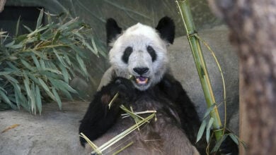 Ya Ya, the beloved panda, bids farewell to the US, heads home to China