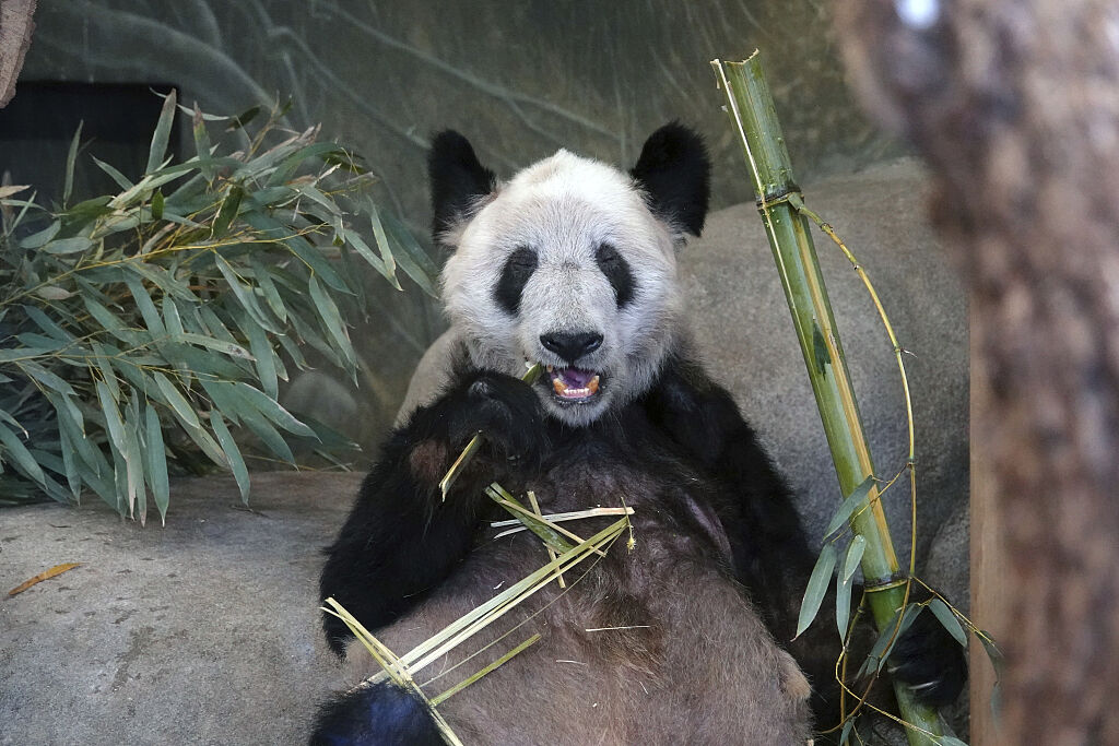 Ya Ya, the beloved panda, bids farewell to the US, heads home to China