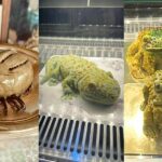 Thai cake shop goes viral for flea, toad, and gecko cakes | Thaiger