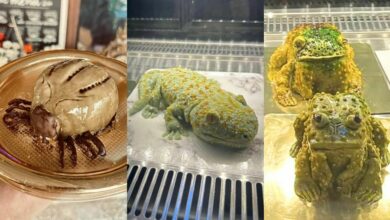 Thai cake shop goes viral for flea, toad, and gecko cakes