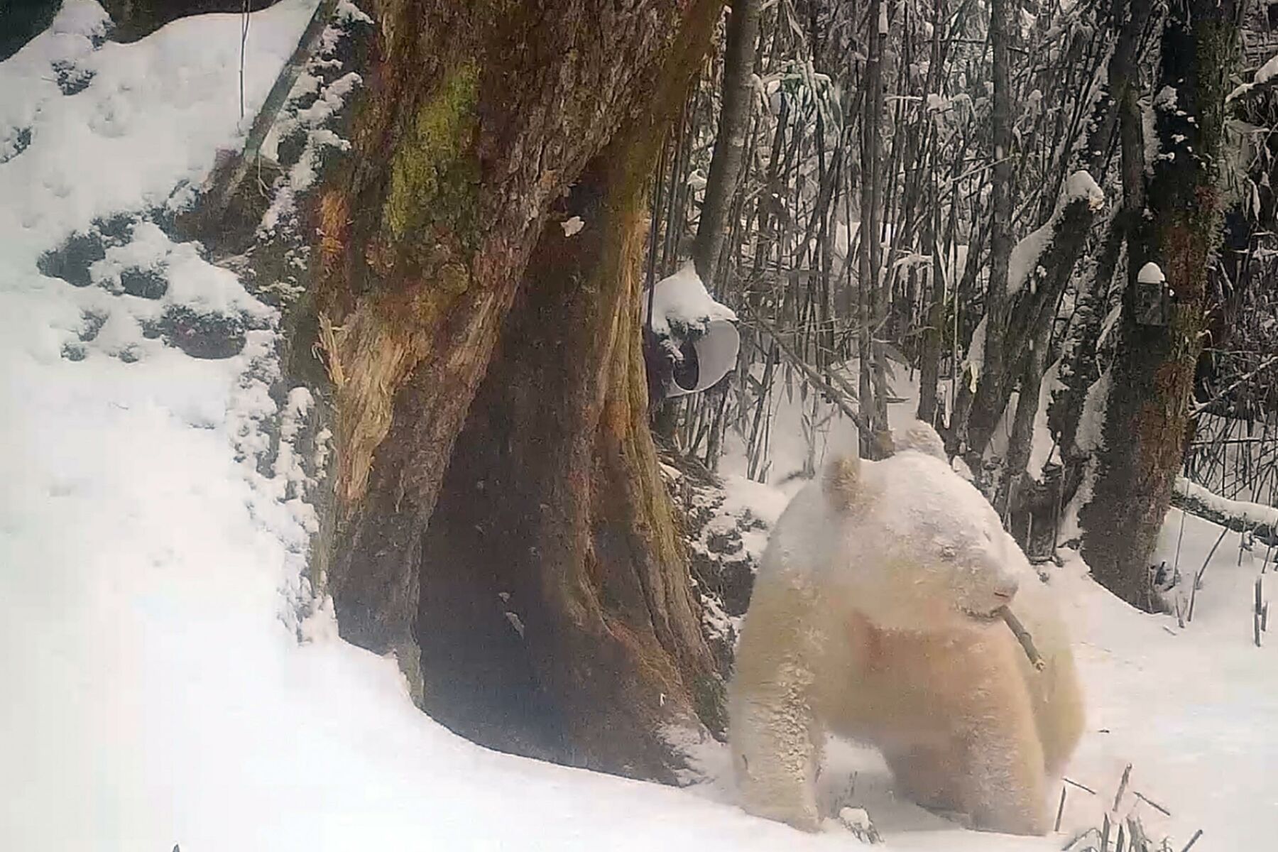 Rare albino panda spotted in China's Wolong National Nature Reserve