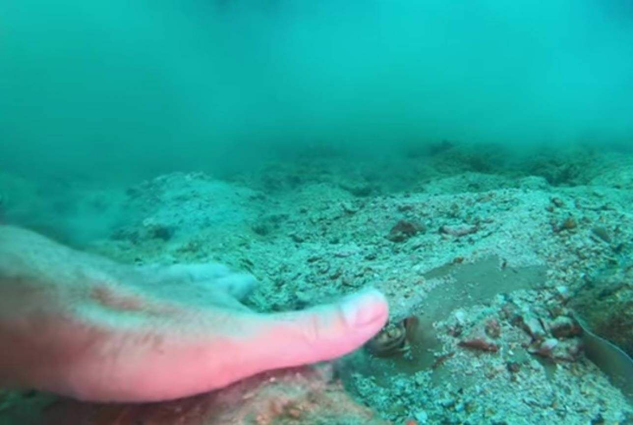 Thai police summon Hungarian diver for touching marine life in Koh Pha Ngan