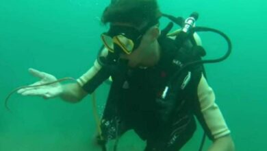 Hungarian diver summoned by police for touching pipefish in Thailand