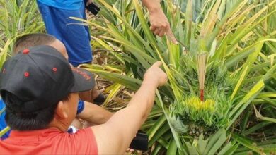 Pineapple plant leaves locals pining for lottery jackpot luck