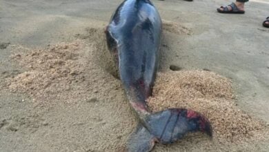 Dead dolphin found on Krabi beach with wound on body