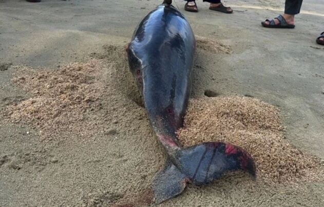 Dead dolphin found on Krabi beach with wound on body