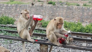 Lop Buri monkeys suffer heatwave, locals urge support
