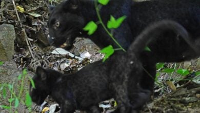 Black panther and cub spotted strolling through Thailand national park