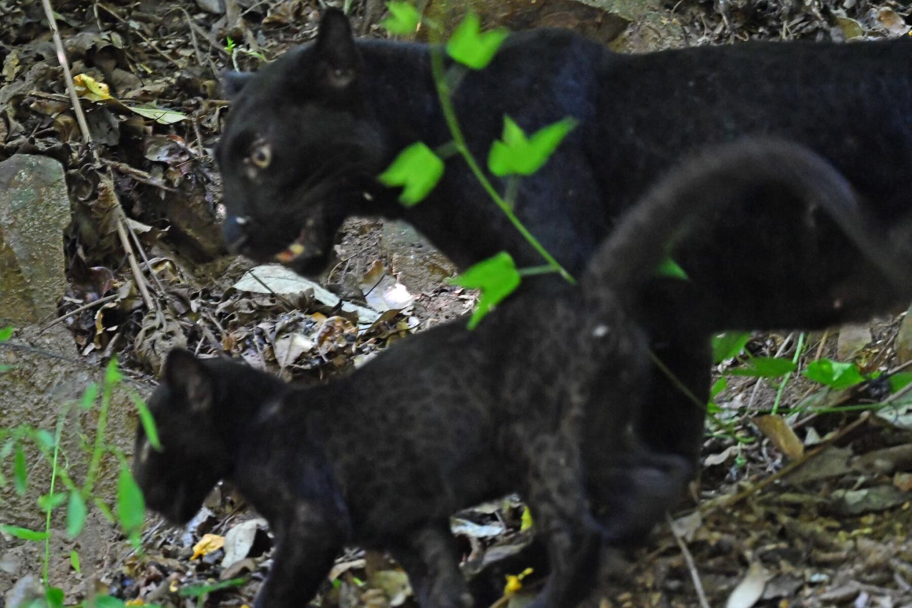 Are There Really Black Panthers? - The National Wildlife