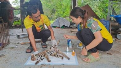 Leopard cat struck by car in southern Thailand