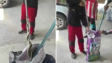 Large cobra invades Thai home, residents rush to buy lottery tickets