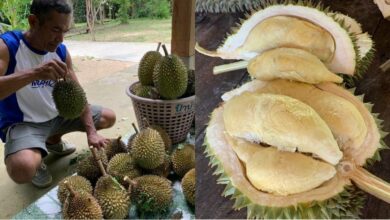 150 year old durian trees draw crowds to Trang, selling out daily