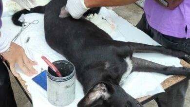Pattaya steps up sterilisation efforts with stray dogs