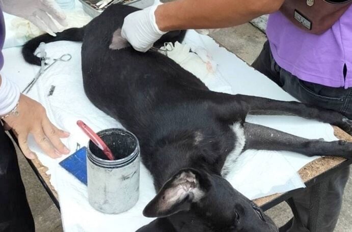 Pattaya steps up sterilisation efforts with stray dogs