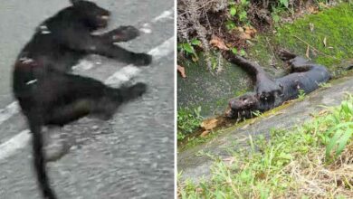 Black panther killed in Malaysian road accident, sparks safety concerns