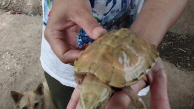 Albino turtle discovered by fisherman sparks lottery number craze in Thai village