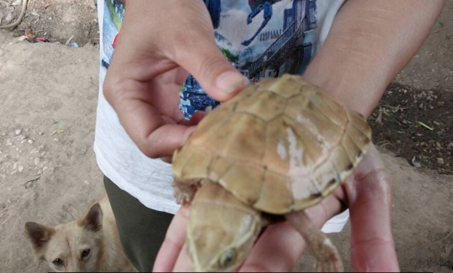 Albino turtle discovered by fisherman sparks lottery number craze in Thai village