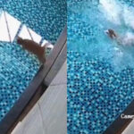TikTok sensation: Daring orange tabby cat stuns with pool diving skills | Thaiger