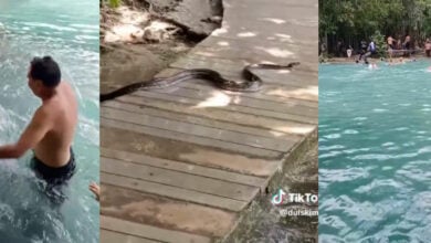 Tourists flee as python slithers into Thailand’s Emerald Pool (video)