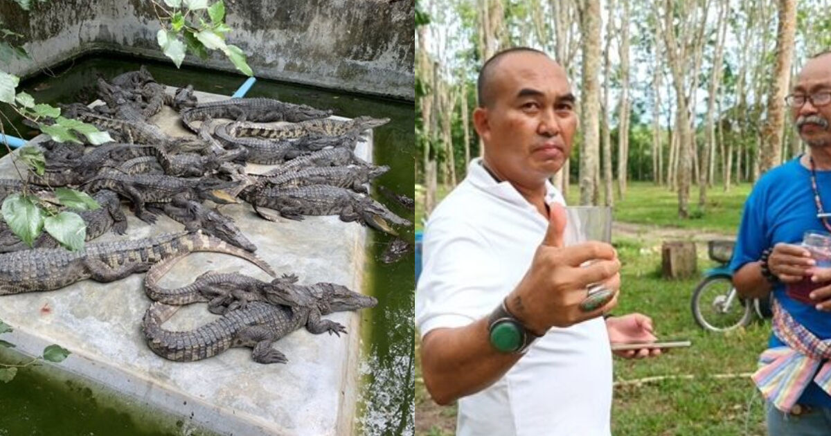 Thai man drinks crocodile blood twice a day