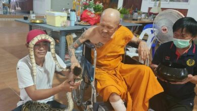 Thai man saves python from cooking pot, offers it to monks